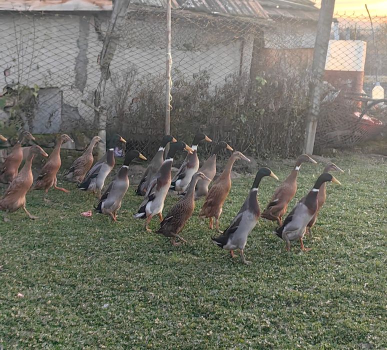 Oua pentru icubat - Rate Indiene Alergatoare Crescute Natural