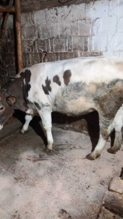 VITICA 10 luni metis