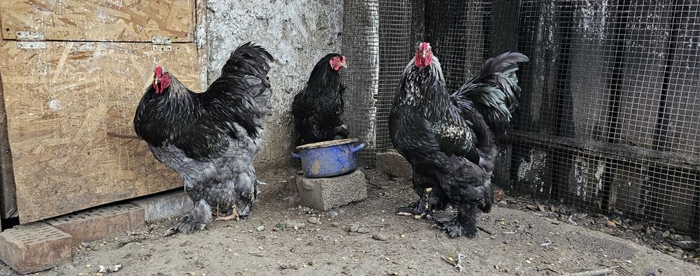 Cocosi tineri Brahma