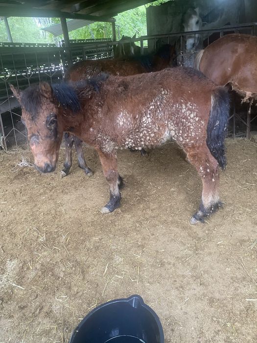 Тай жабағы жылкы