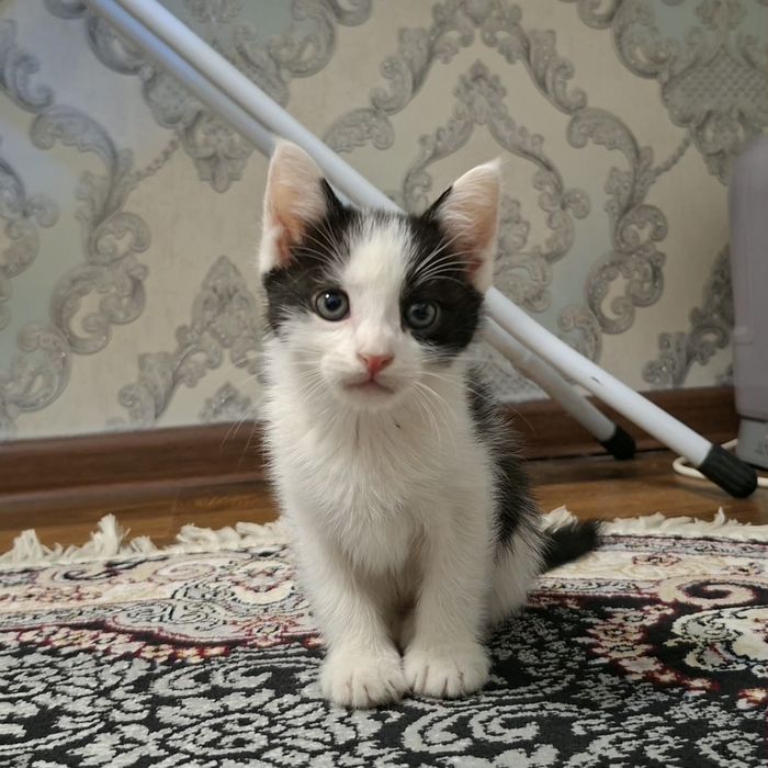 Котята хорошие руки