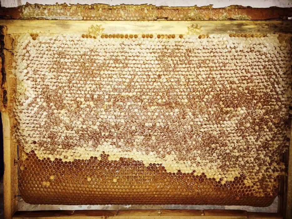 Майиски Асал  Пахта  Асал сотилади.