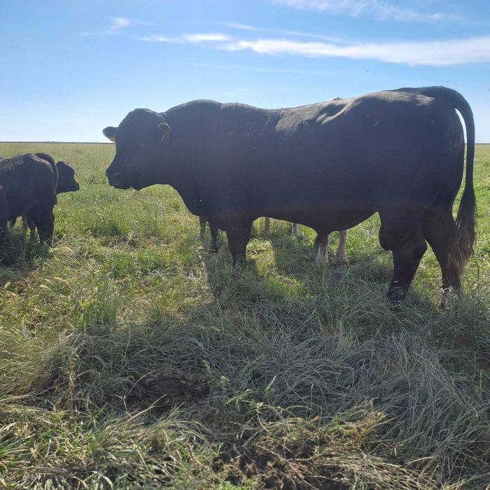 Tauri angus de vanzare