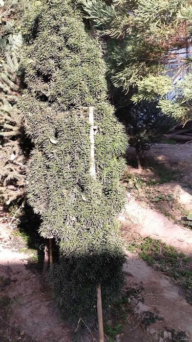 Декоративные растения