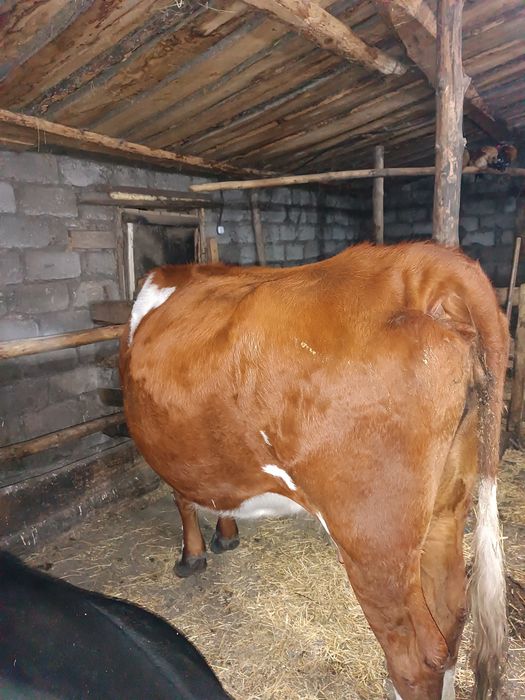 Продам дойную корову