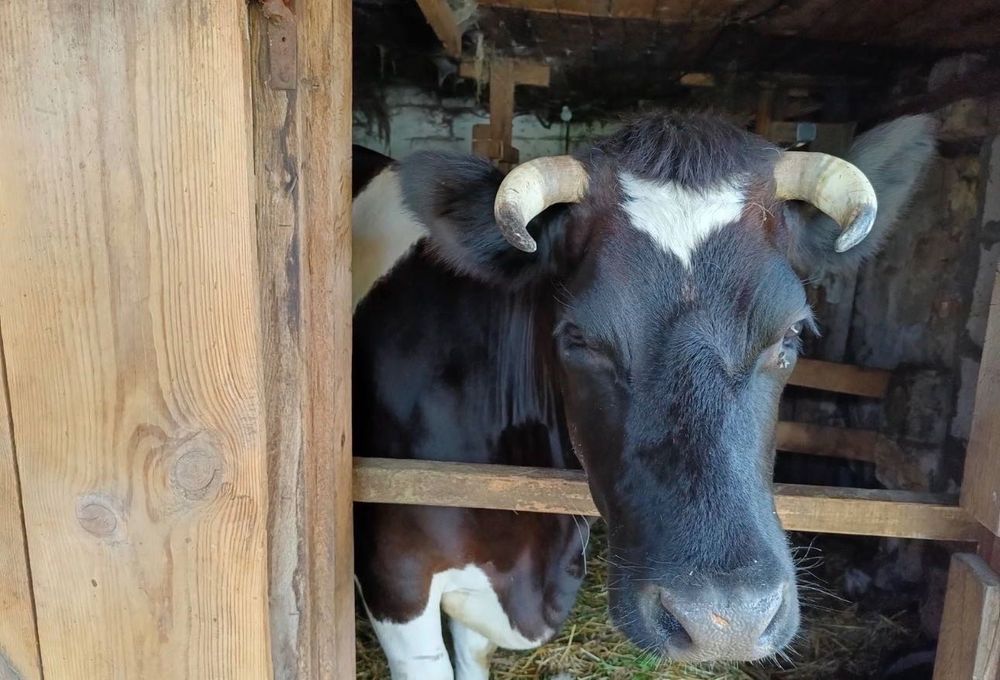 Продам молочную корову