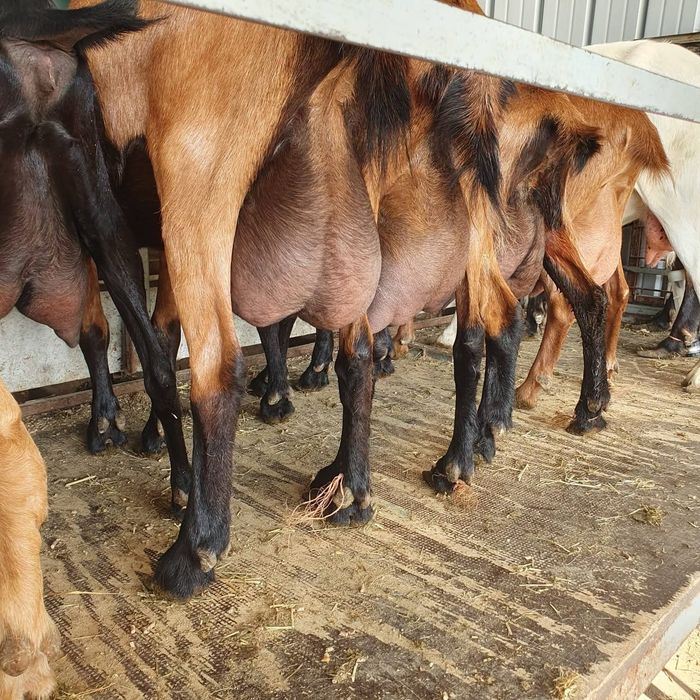 Capre alpine franceze cu pedigree oferta