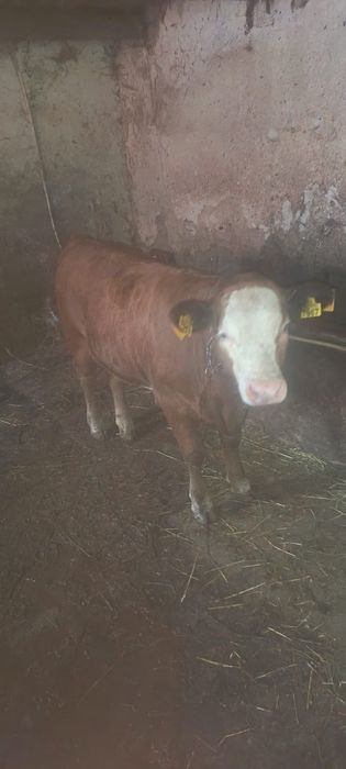 Vând vițel Angus