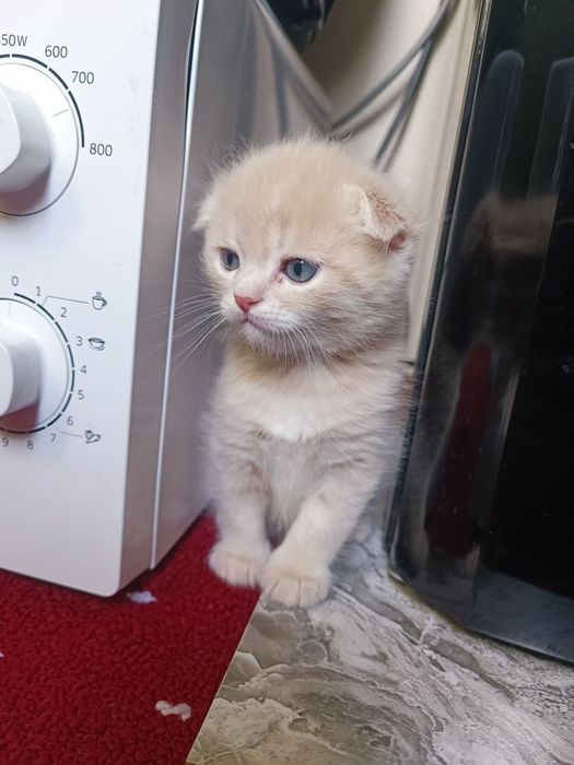 Продаются котята скоттиш страйт