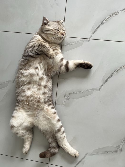 Вязка Шотландский Кот