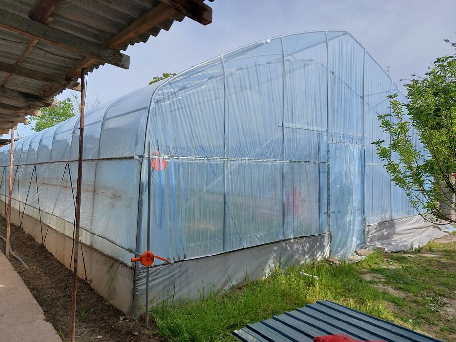 Koreyskiy Tandom teplicha sotiladi