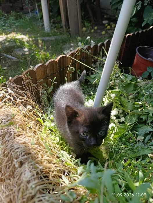 Котята ищут своих людей
