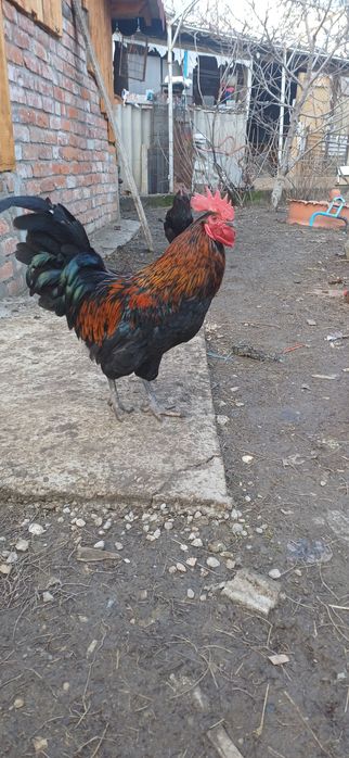 Vând cocoși din rasele Marans,Australorp și Araucana