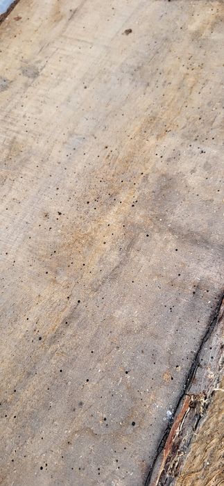 Scândură specia ARIN ,,CĂRUITĂ"