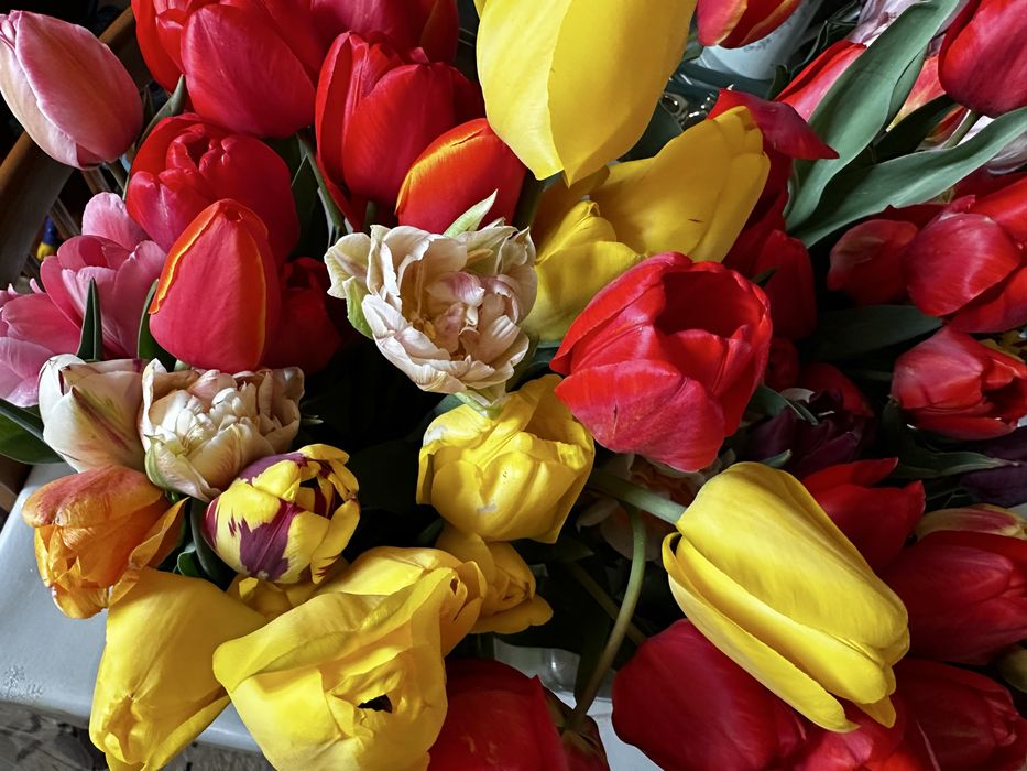 Голландские Тюльпаны 40 шт