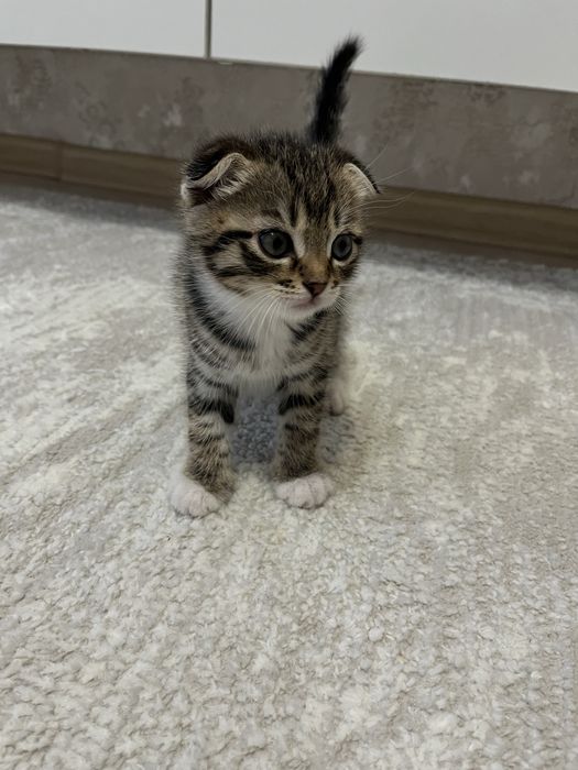 Шотладские вислоухие котята