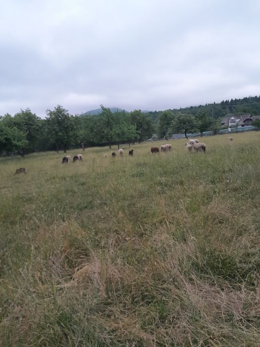Vând oi de rasă mixtă