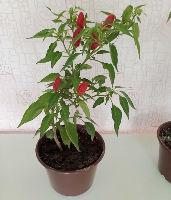 Перец в горшках.