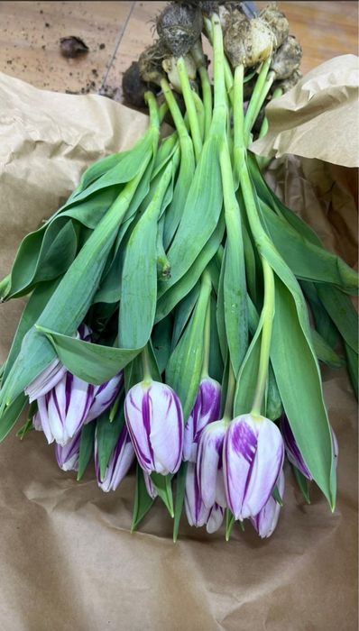 Розы китай склад в Алматы. Тюльпаны