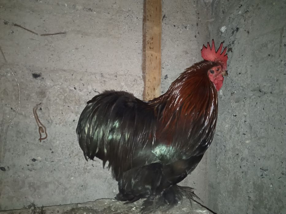 Карликовый петушёк кохинкин