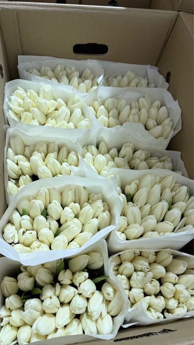 Тюльпаны предзаказ