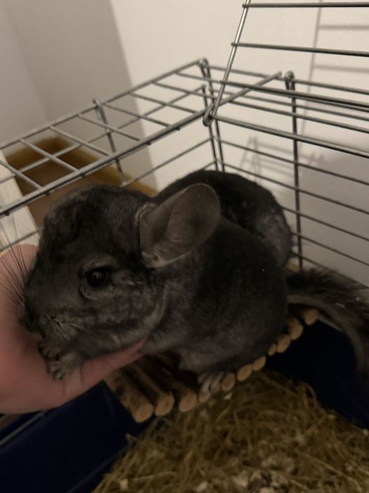 Vând chinchilla lanigera