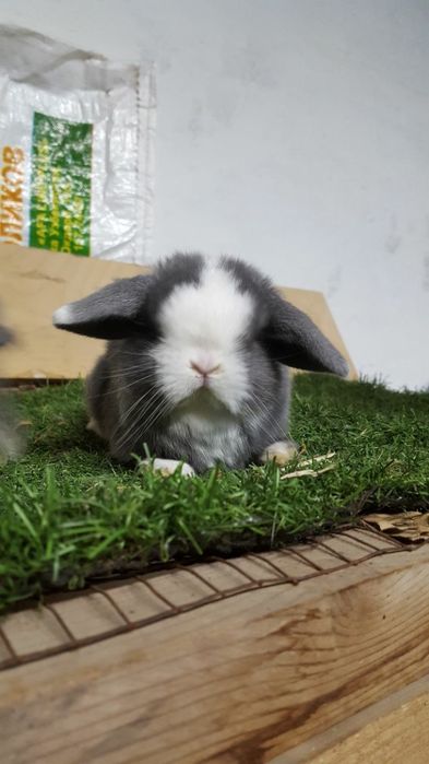 Здравствуйте продается карликовый баран кролики