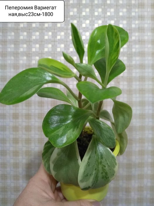 Продам Сингониумы.Пеперомии