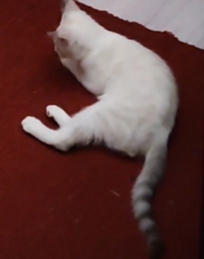 Кот страйт 5мес в добрые руки