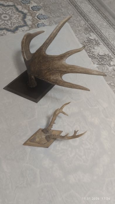 Кийик Шохи оригинал нархи 999999 сум