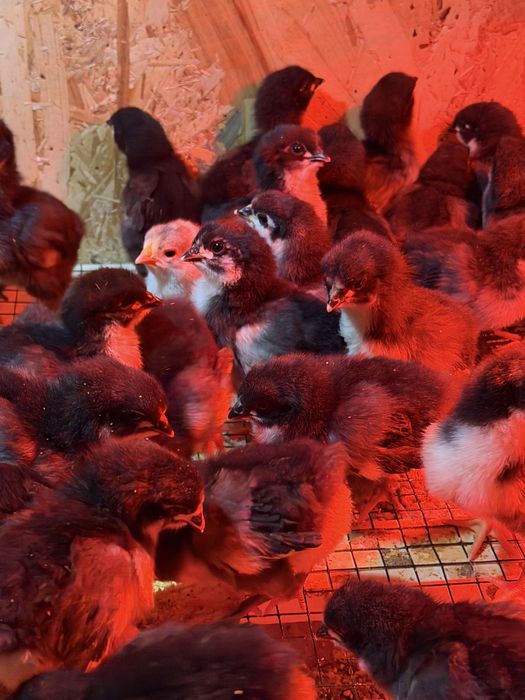 Disponibili 30 bucati