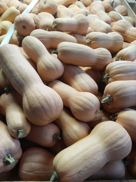 Български тикви (тиква)