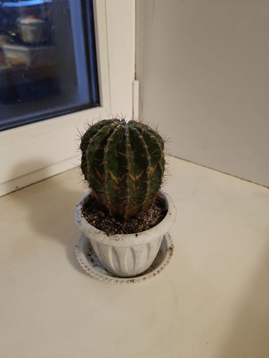 Продаются комнатные цветы