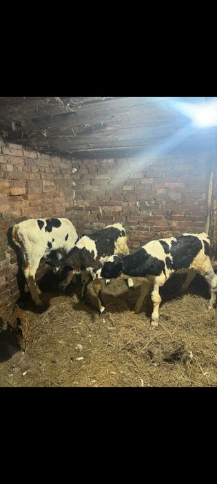 Продам телят бычков и тёлочки