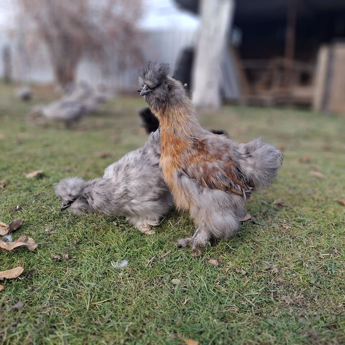 Китайские шёлковые куры