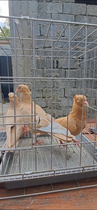 Продам американцы кармилки.