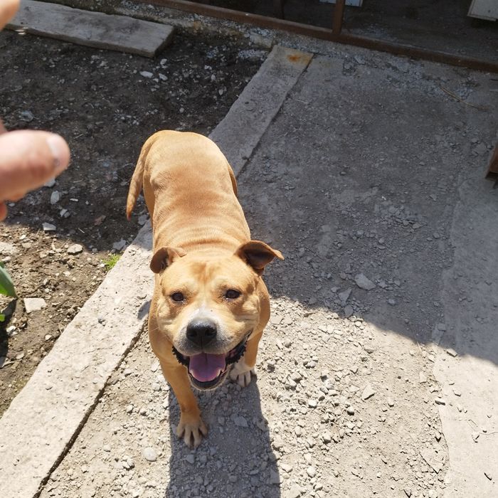 Американский стаффордширский терьер