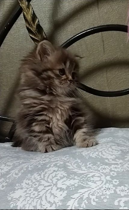 Шикарная Хайленд страйт.