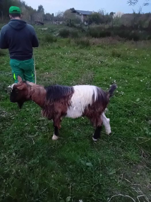 Vand Țap preț avantajos