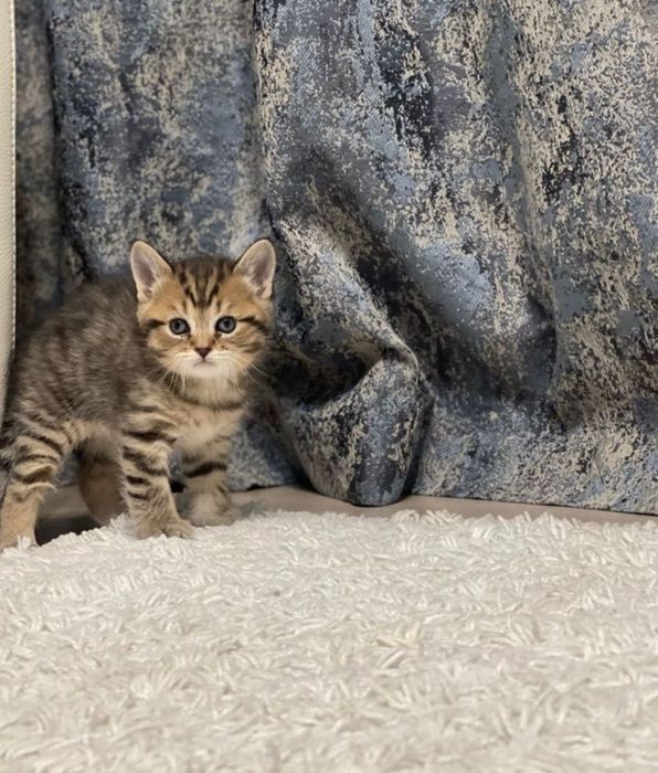Шотландские котятки тигрули!