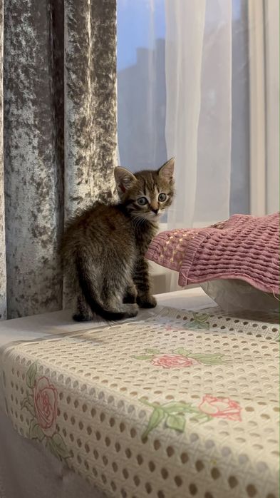 котенок отдам даром