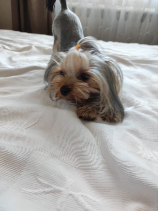 Ищим жениха йорка