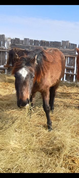 Байтал сатылады.