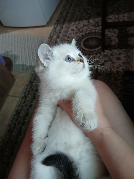 Продаю чистокровных котят шиншилы