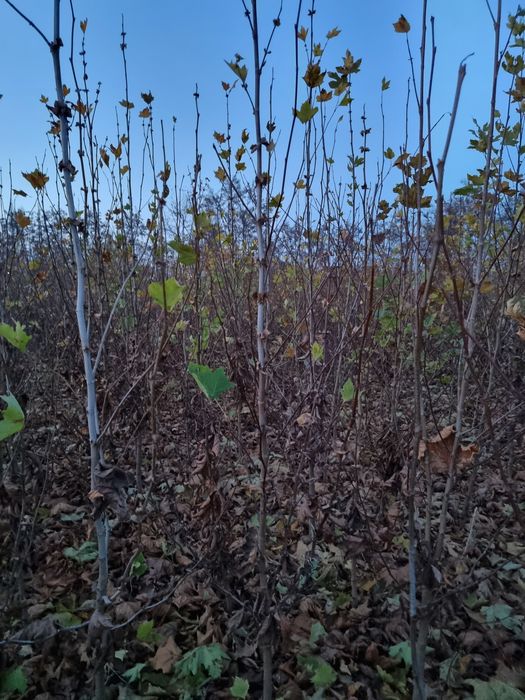 Copaci ornamentali Platan - Mestecan- Tei Frasin- Catalpa globulara