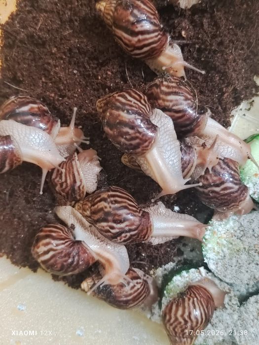 Улитки сухопутные Ахатины