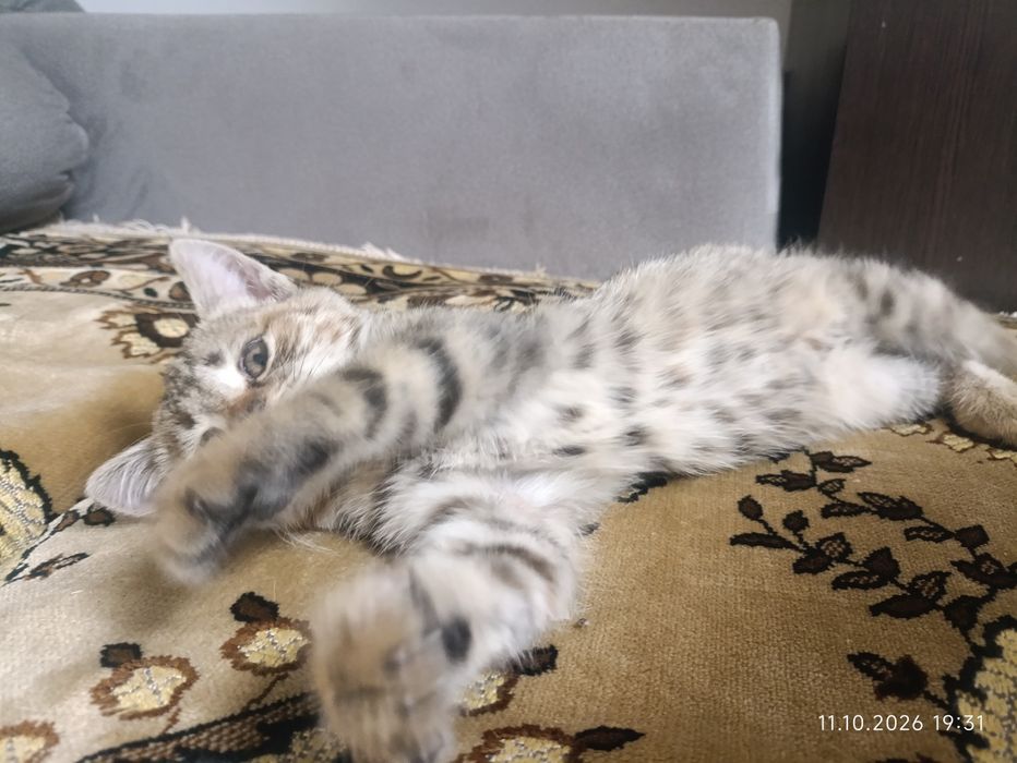 Срочно в добрые руки отдам котенка!!!