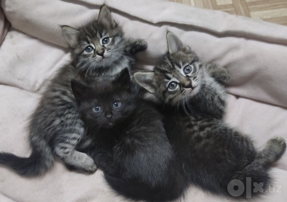 Отдам котят в добрые руки