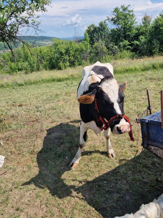 De vanzare doua vaci cu lapte