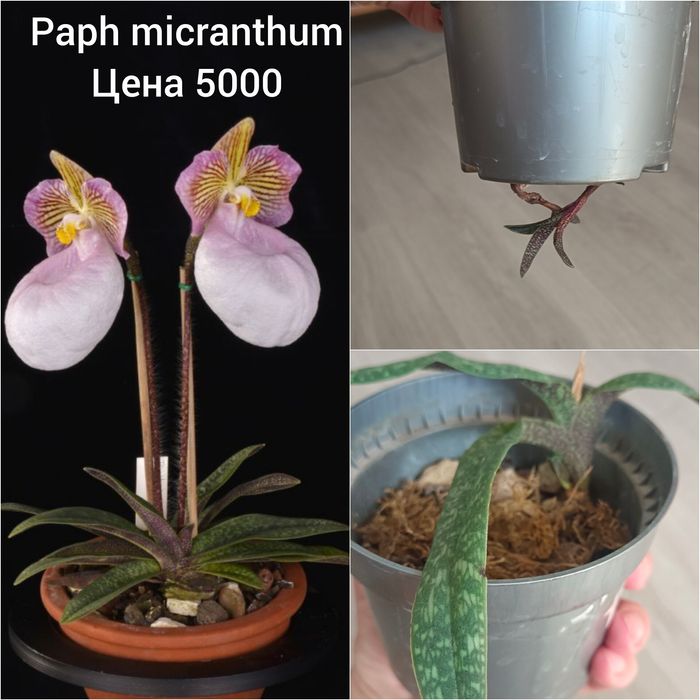 Орхидеи сортовые